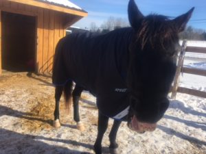 Ephphatha Community - Bodie the Horse