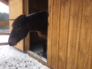 Ephphatha Community - Bodie the Horse