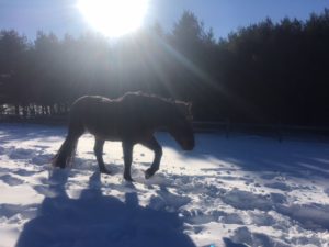 Ephphatha Community - Bodie Winter Trot with Sun Shining