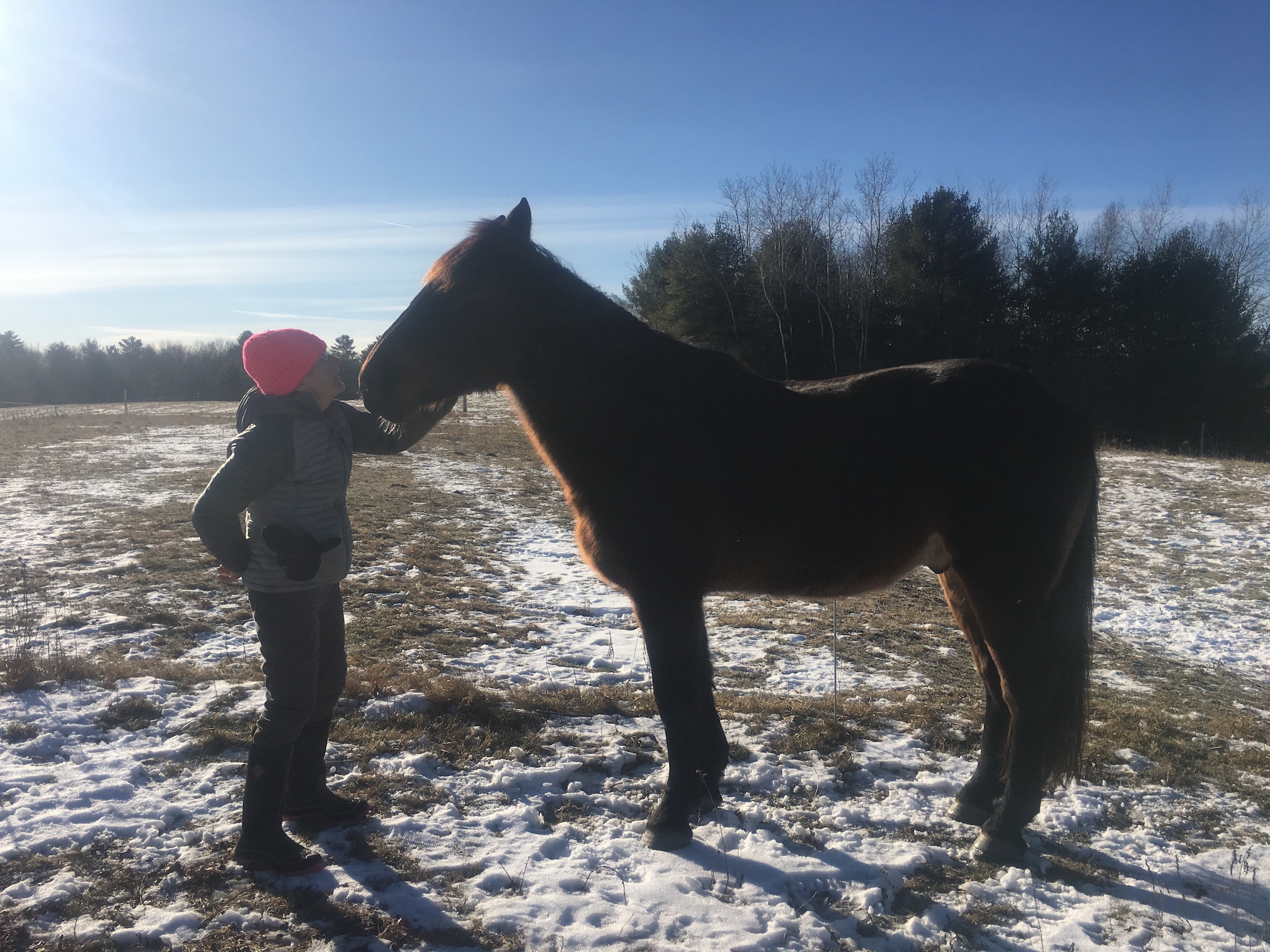 Bodyke the Ephphatha Community Horse