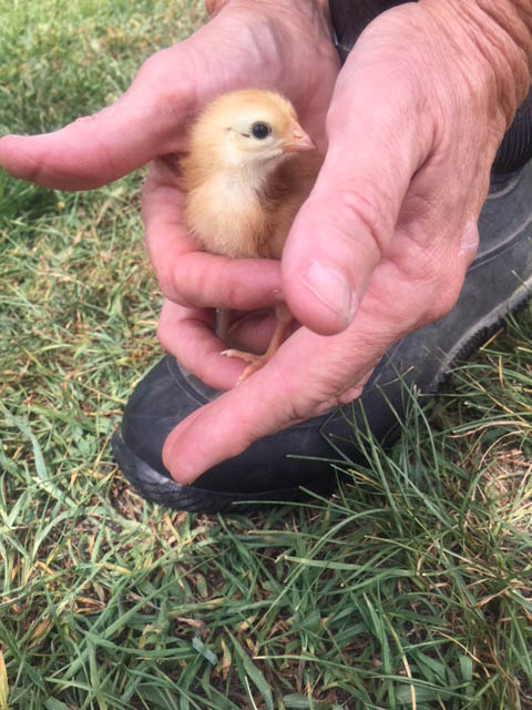 A man's hands around a baby chick