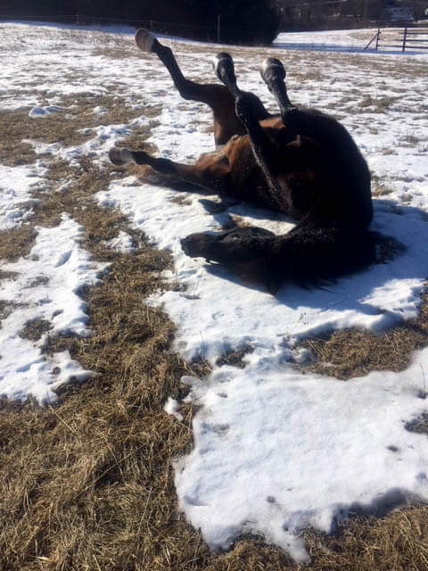 a brown horse rolls in the snow