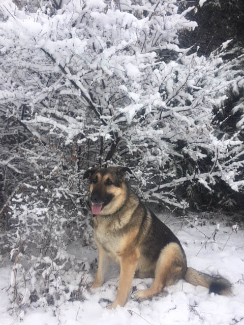 Marshmallow, the dog, sitting in the snowy forest