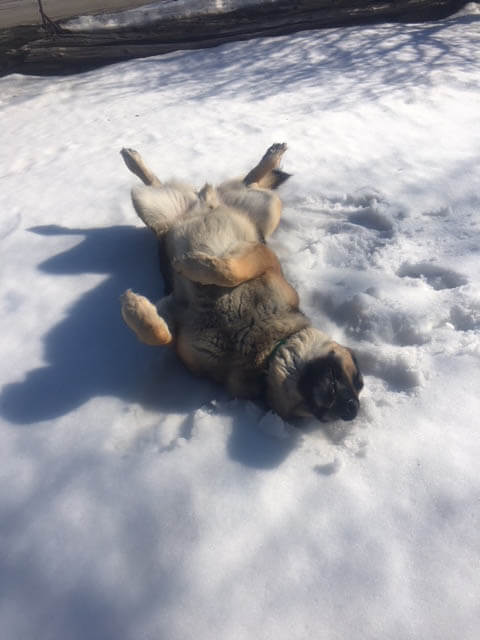 A dog rolls in the snow