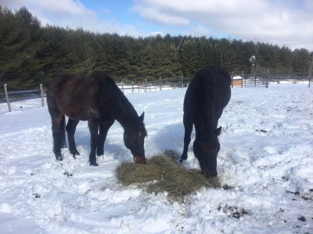 Two horses eating lunch in the snow