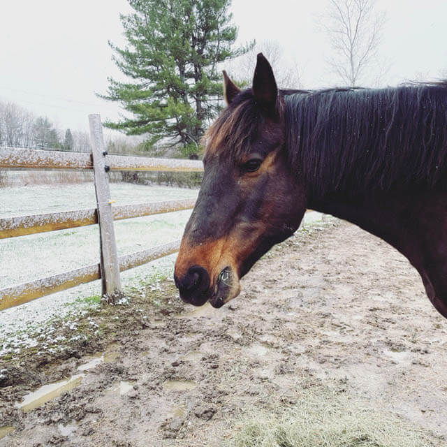 A close up of a horse