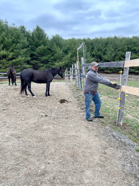 Two horses in their pen