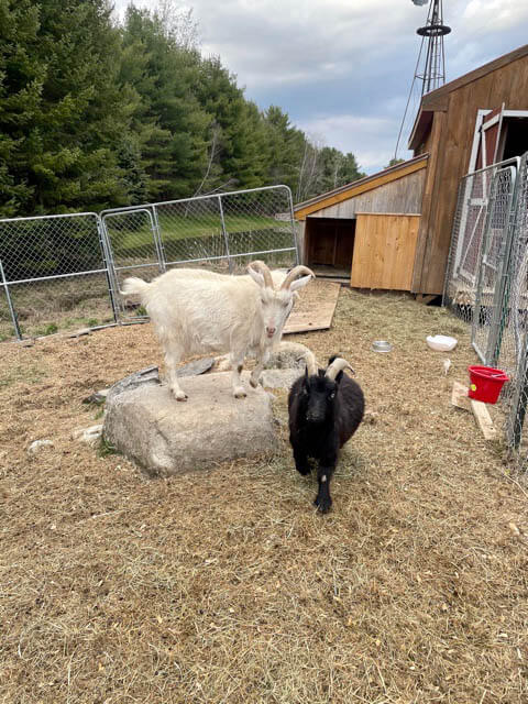 Goat at Ephphatha Farm playing