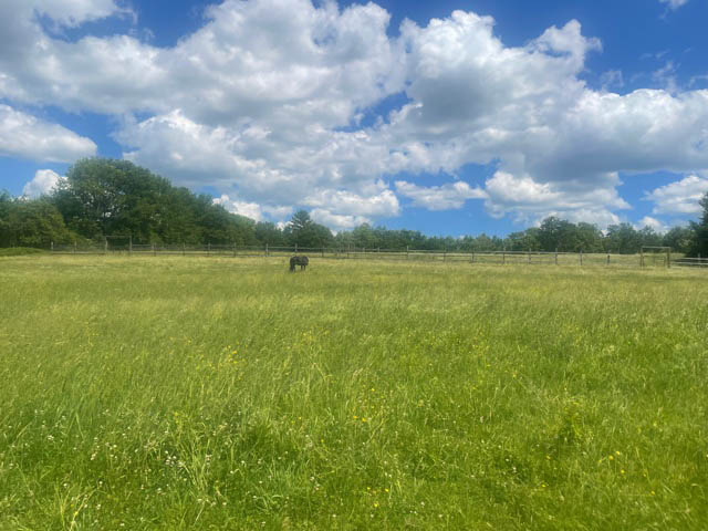 A horse in the distance in a beautiful green pasture under a blue sky