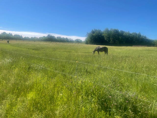 Horses at Ephphatha Farm