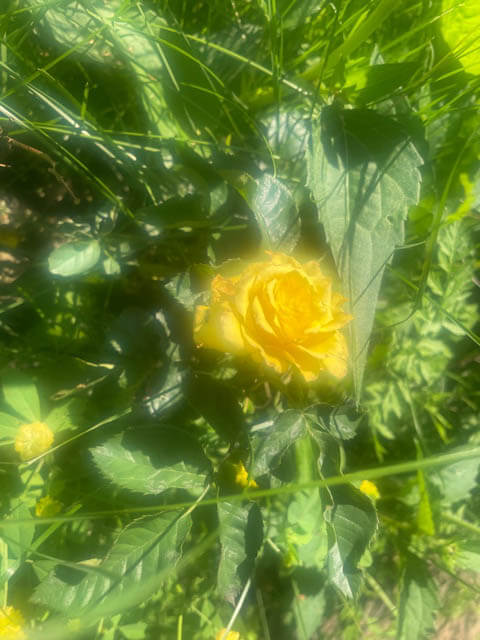 The last yellow rose of summer on the farm
