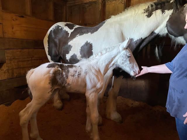 Summer Filly born at Emily’s Farm