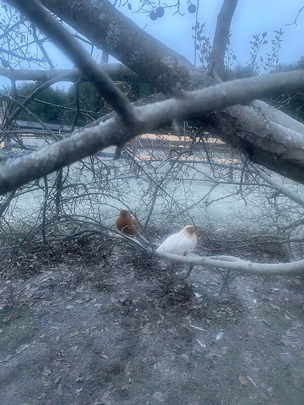Two hens in an apple tree