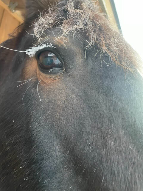 Cold morning, icy eyelashes for Bodie