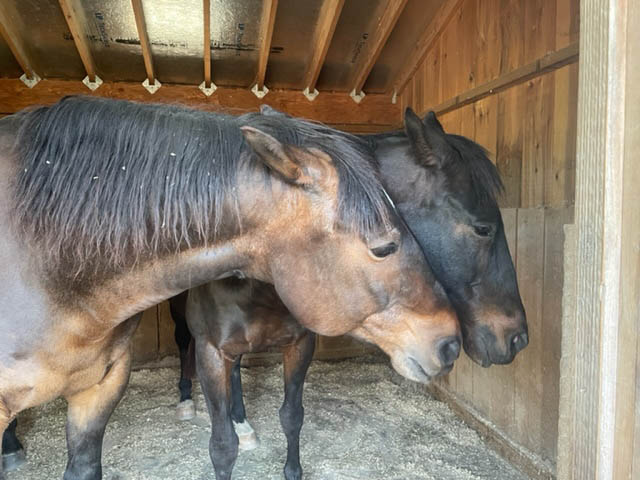 Ephphatha Farm Horses