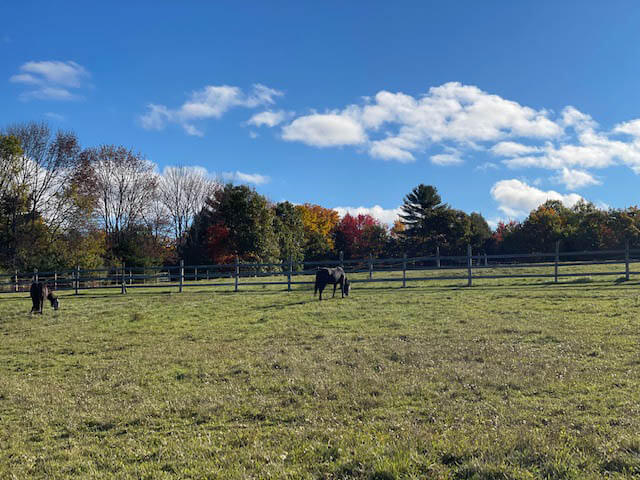 A horse in the pasture at Ephphatha Farm