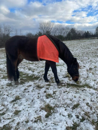 Our horse, Bodyke, searching for grass in a snowy field, wearing an orange vest.