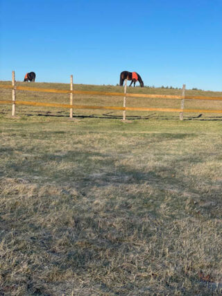 Two horses in an open grassy field eating