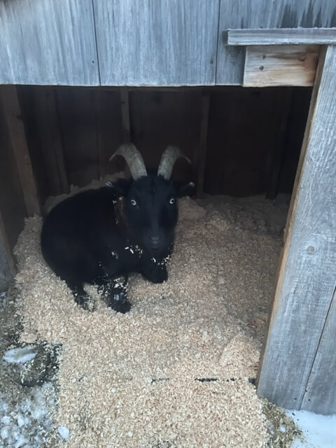 Ephphatha Farms goat, Shadow, staying in his cozy nook during the storm