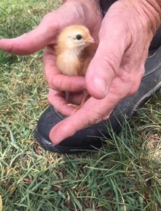 A baby chick held by a pair of male hands