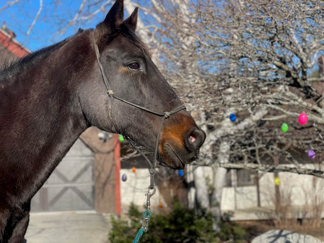 Diamond the horse checks out easter eggs in the tree