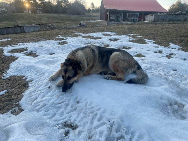 Our farm dog, Pip, lays on the last of the snow in the field