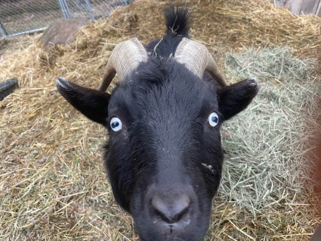Shadow, a black goat peering up at the camera from his hay-filled pen