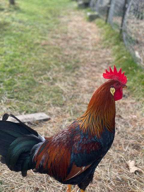 PB, the Ephphatha Farm rooster