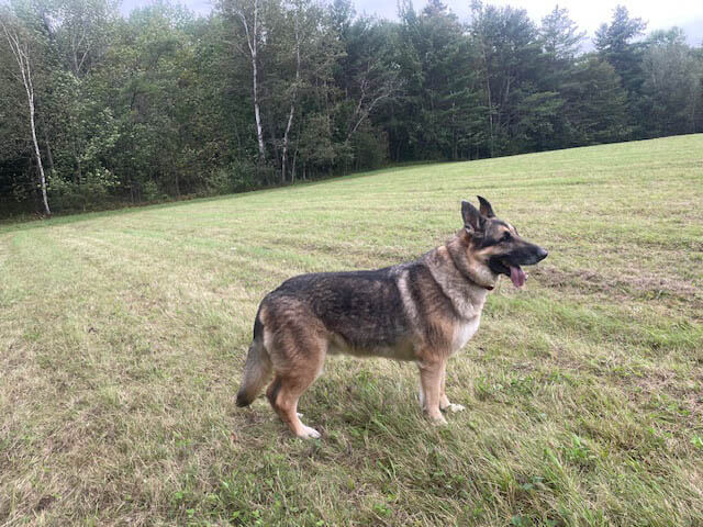 Pip the dog at Ephphatha Farm