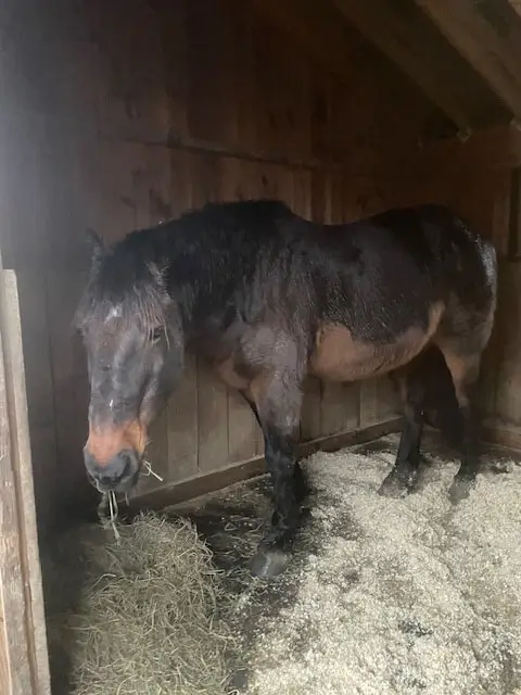 Bodie, cozy and warm in his stall at Ephphatha Farm