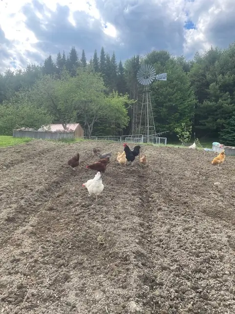Chickens eating bugs at Ephphatha Farm