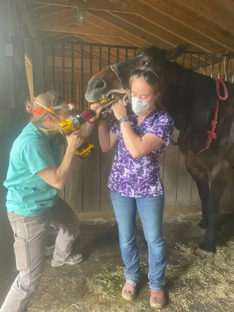 A horse getting its dental checkup in a barn