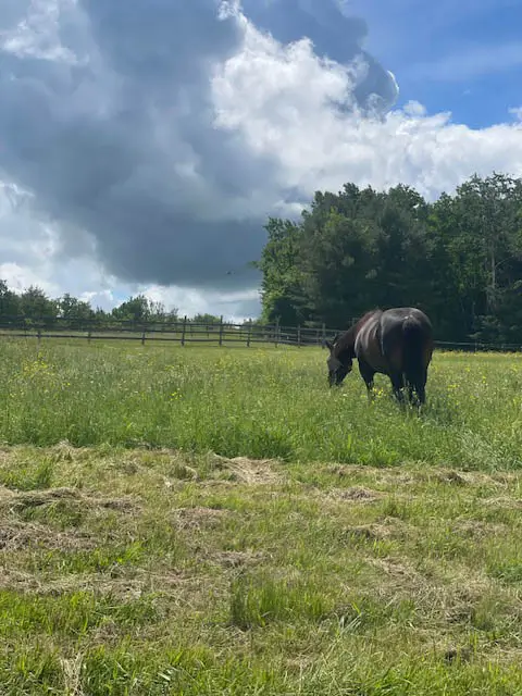 A horse in the fields at Ephphatha Farm, enjoying some green grass with a beautiful cloud configuration in the sky