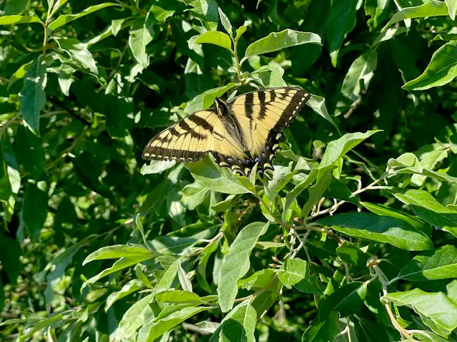 A monarch butterfly resting on the branches of a shrub