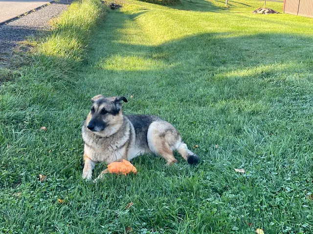 Farm dog, Pip, resting on the lawn with orange toy