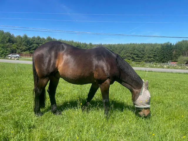 A farm horse grazing in a field under a bright blue sky