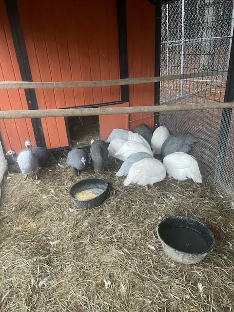 A flock of guinea hens having breakfast outside their coop