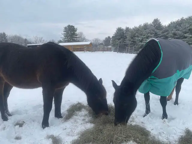 Two horses eating hay off the ground. One horse wears a new coat.