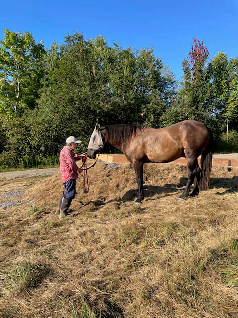 A person in a red shirt and cap stands outdoors holding the reins of a brown horse on dry grass, with trees and blue sky in the background.