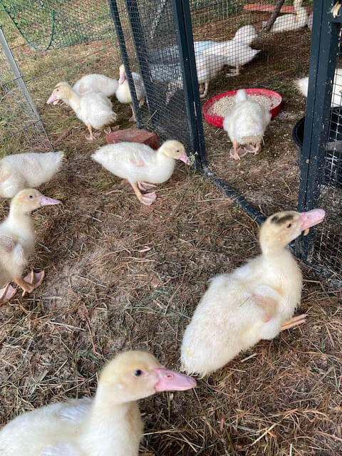 A group of young ducks and ducklings are gathered on dry grass near a wire enclosure, with some inside and some outside the pen.