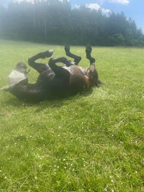 A dark brown horse wearing a fly mask rolls on its back in a grassy field on a sunny day, with trees in the background.